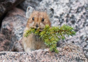 Ochotona princeps (alpina)